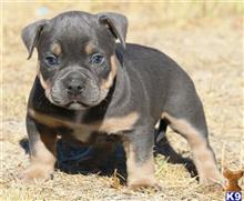 american pit bull puppy posted by Exotic Bully